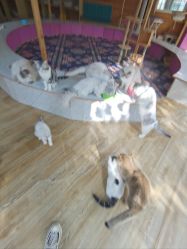 点击看大图 -萌宠亲子动物乐园(槐房万达店)