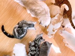 -猫和宫(六道口店)