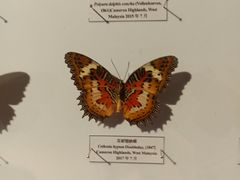 -吉林省自然博物馆