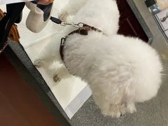 -思琪宠物医院(昆山花桥店)
