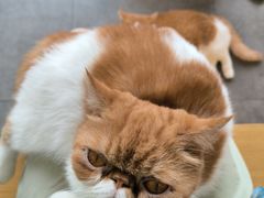 -飞行喵MR PILOT|猫舍·猫咖(静安大融城店)