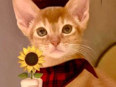 -巧克力渔家.小船海鲜家常菜(万平口店)