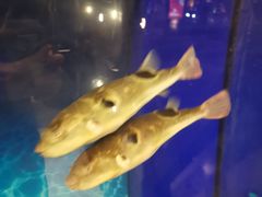 -肆月河豚·新淮扬(金融街店)
