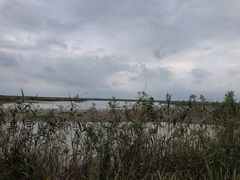 -盐城丹顶鹤湿地生态旅游区