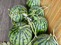 -南汇新场正宗水蜜桃采摘