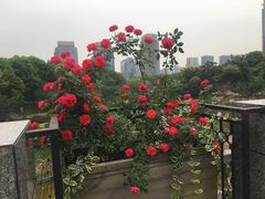 -百林公园-两江幸福广场