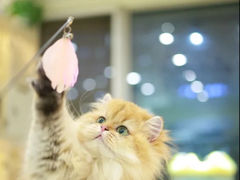-柚子猫舍·精品猫舍购猫·猫咪认养·购宠·宠物店