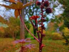 -国家植物园南园
