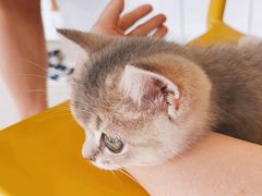 -乐琪宠物医院·犬猫专科·骨外科·急重症