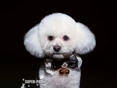 -超宠爱宠物摄影-Super pet