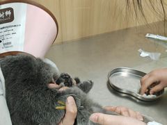 -米苏动物医院·犬猫专科·骨科外科内窥镜