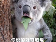 -胖娃古镇鸡杂(磁器口总店)