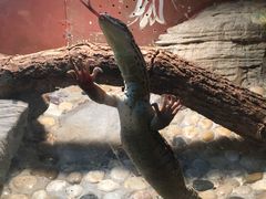 -上海大自然野生昆虫馆(东方明珠·爬宠昆虫探索中心)