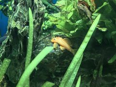 -太平洋海底世界