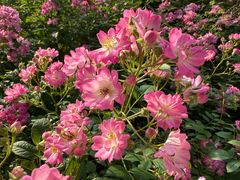 -昆山城市生态森林公园