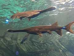 -瑞普利水族馆
