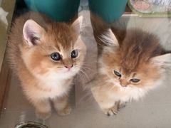 -糯米喵星人总部直营旗舰店·猫舍·幼猫出售