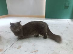 -飞行喵MR PILOT|猫舍·猫咖(静安大融城店)