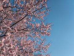 -梅花山(明孝陵内)