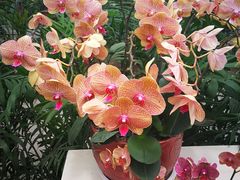 -兰陵国家农业公园