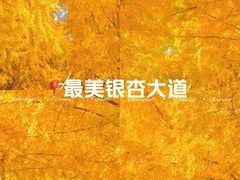 -三里屯东五街银杏大道