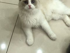 -鼓捣猫呢主题猫咖店