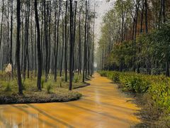 -合肥滨湖国家森林公园