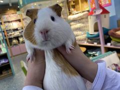 -龟与熊猫宠物公园(南坪店)