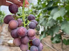 -马陆小张葡萄园农家乐