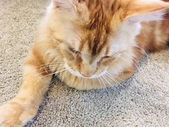 -Heymao猫咖.咖啡厅(东门店)