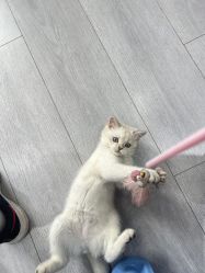 -棠莳旅拍汉服体验馆