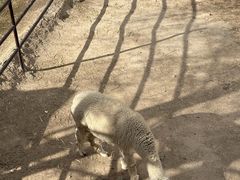 -青藏高原野生动物园