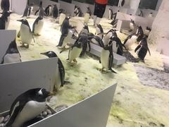-大连圣亚海洋世界