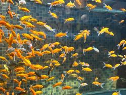 -Zoolung Zoolung动物主题公园(海信广场店)