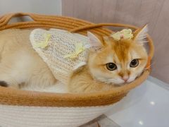 -lincat·猫舍(广州店)