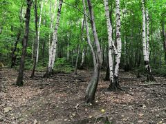 -帽儿山风景区