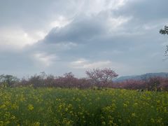 -天适樱花悠乐园