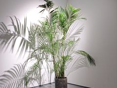 -大芬美术馆