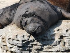 -珠海长隆海洋王国