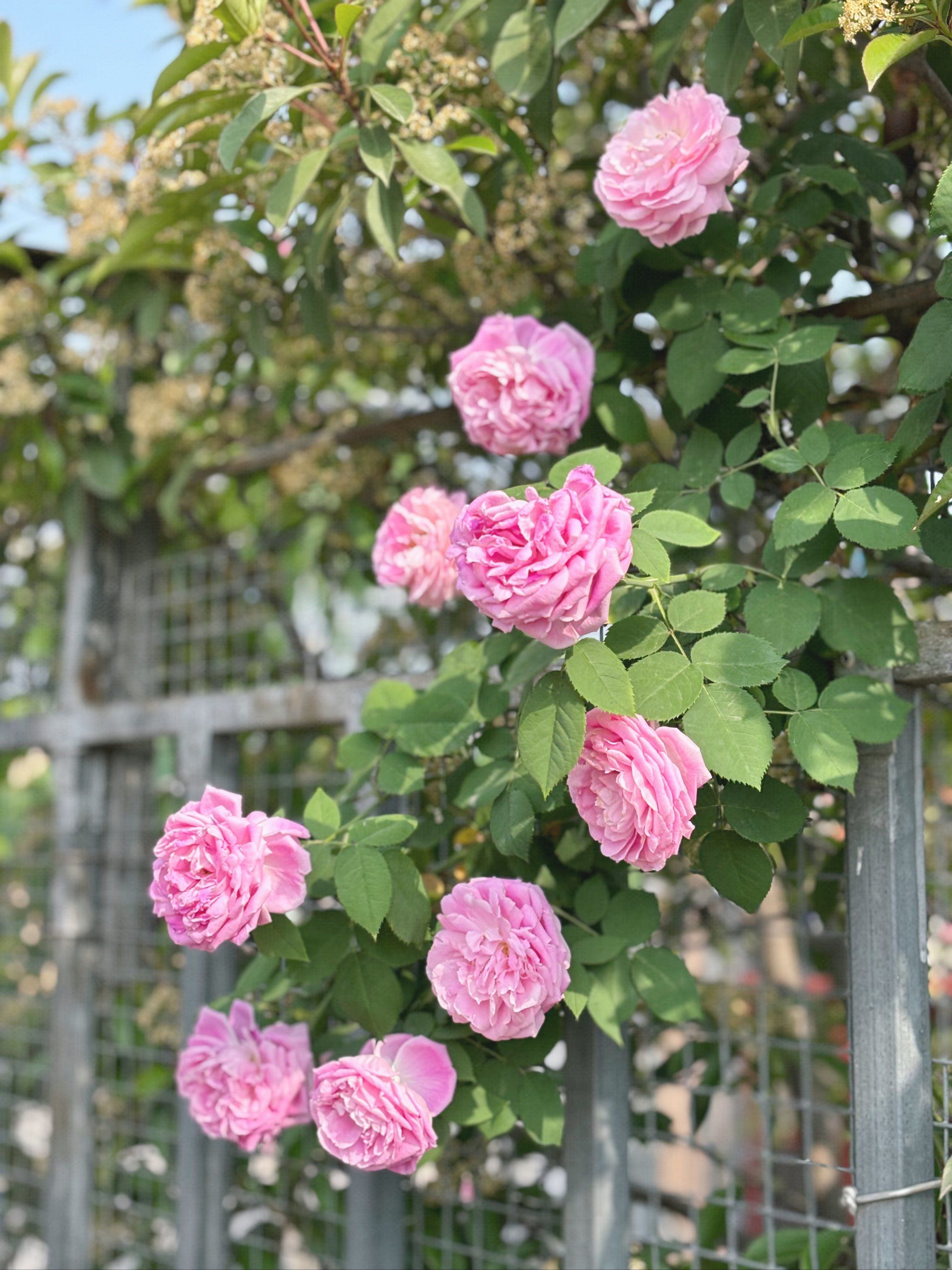 自家楼顶花园种的月季花感觉不比公园差