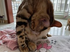 -宠福鑫康馨动物医院·骨科·眼科