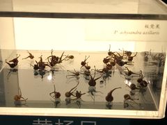 -昆明植物园