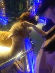 点击看大图 -未来动物城动物主题公园(大悦城店)