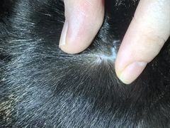 -御宝贝·A梦猫科宠物医院(国际猫友好医院)