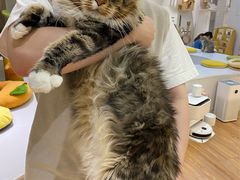 -COLOR PETS 撸猫馆·购猫·猫咖(长风大悦城店)