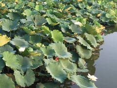 -青芝山风景名胜区