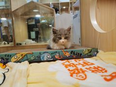 -屋虎猫馆(宝安大仟里店)