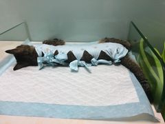 -纳吉亚猫专科动物医院博雅分院
