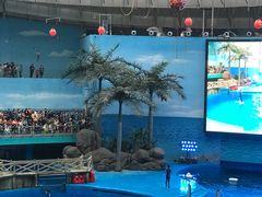 -海合安成都极地海洋公园