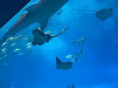 -珠海长隆海洋王国